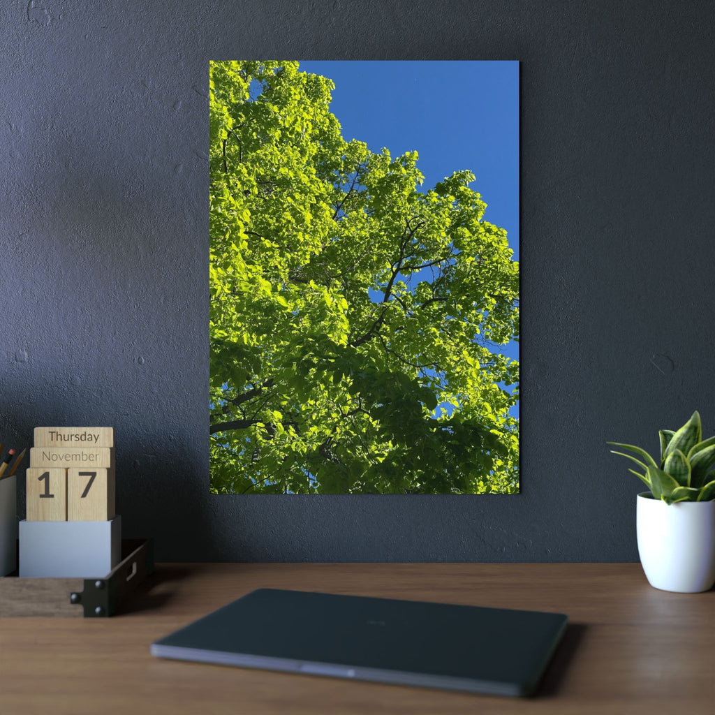 Aluminium Kunstdruck summertree bluesky