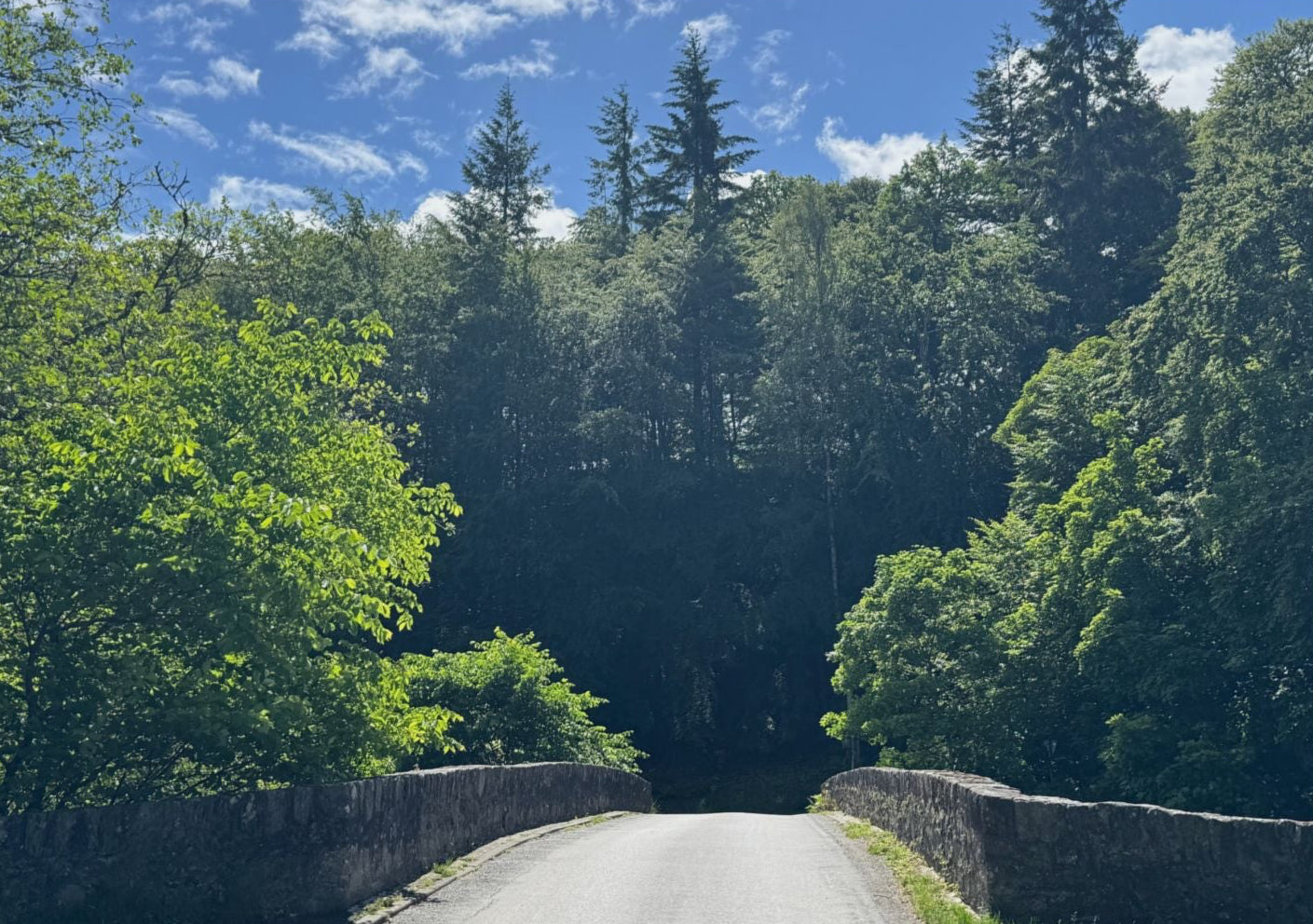Scenic Forest Bridge