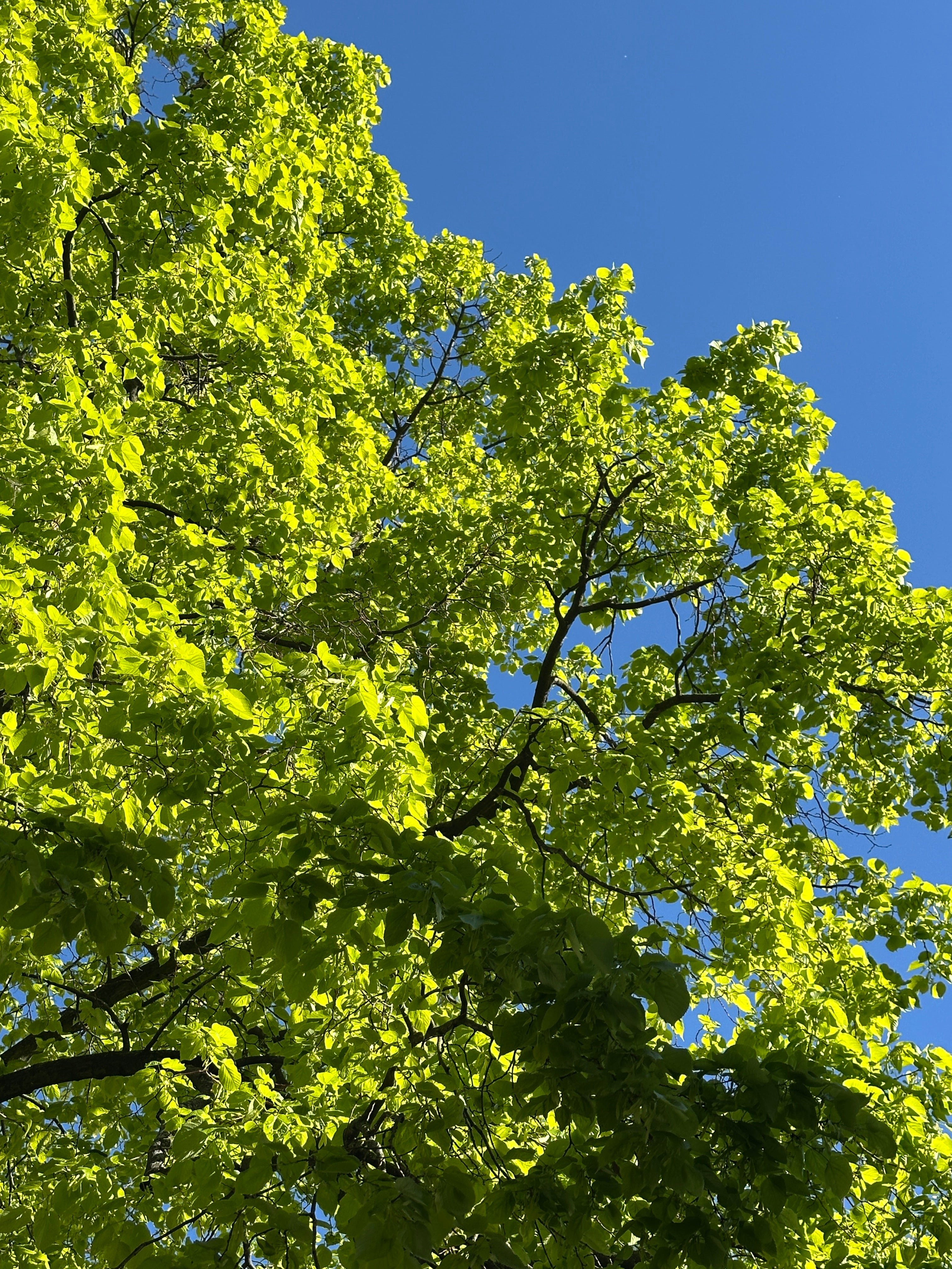 Aluminium Kunstdruck summertree bluesky