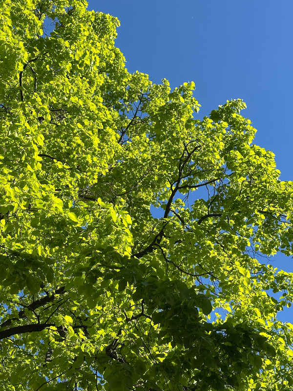 Summertree Bluesky