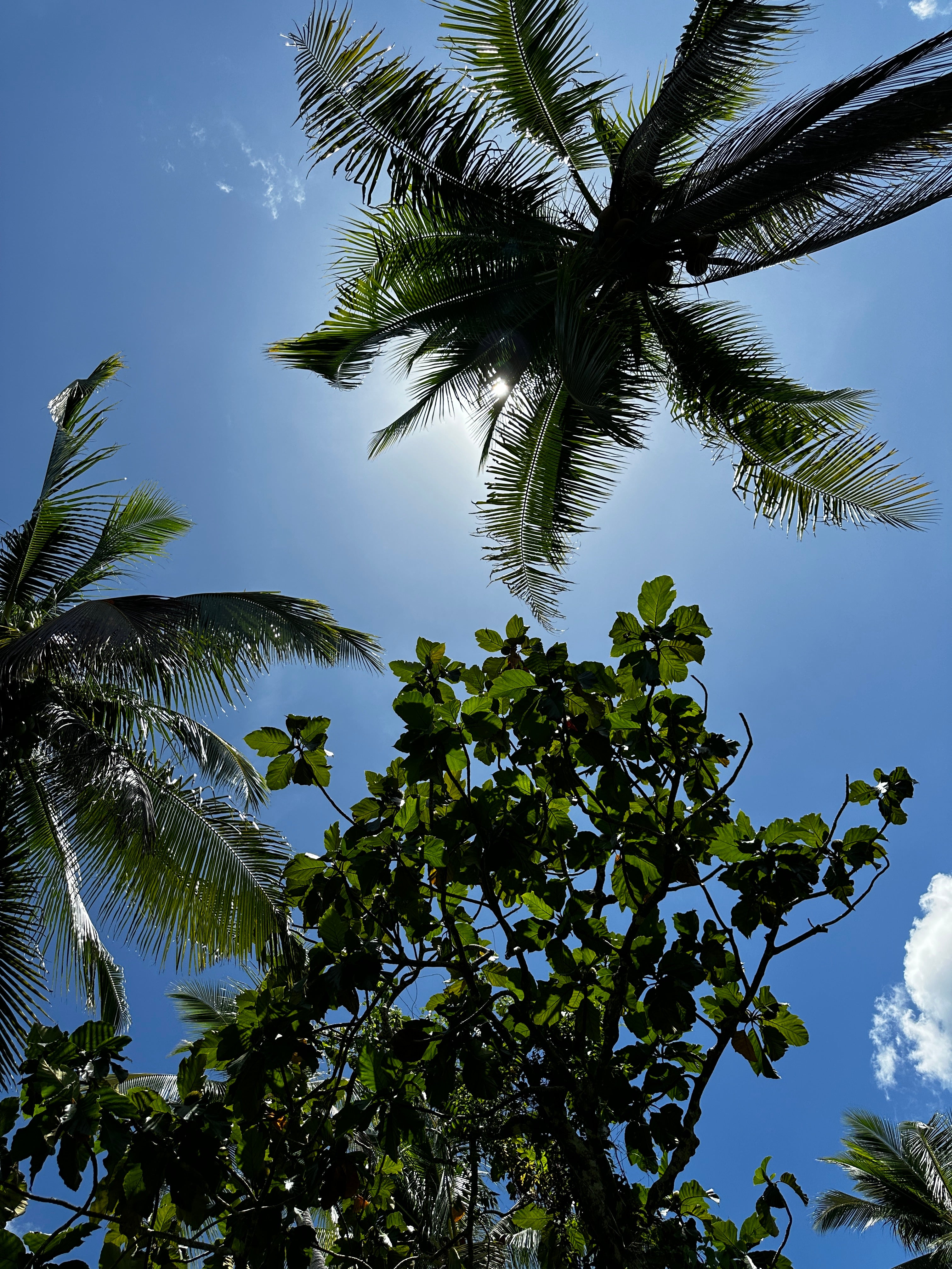 Aluminium Kunstdruck pinoy palms