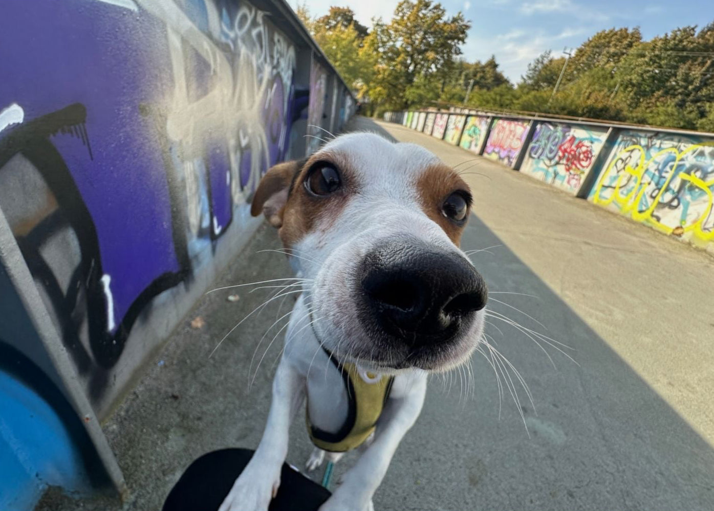 Playful Dog Close-Up