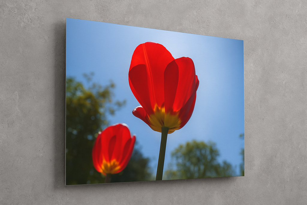 Aluminium Print flower and sky - Betonwand