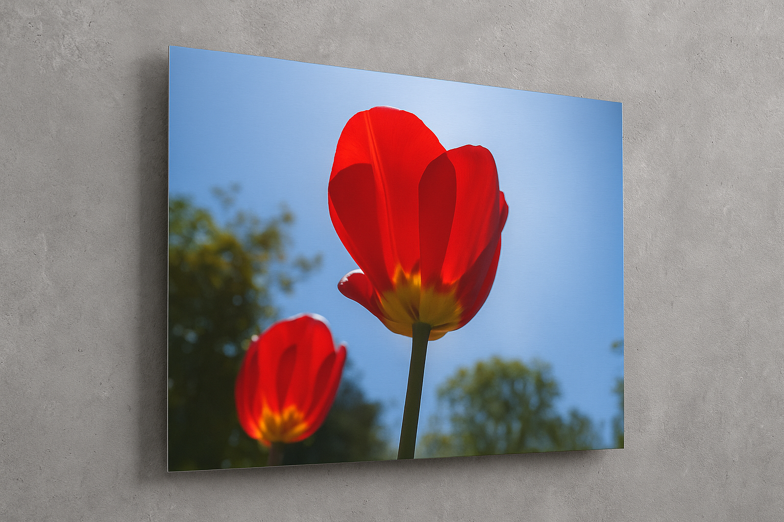 Aluminium Print flower and sky - Betonwand