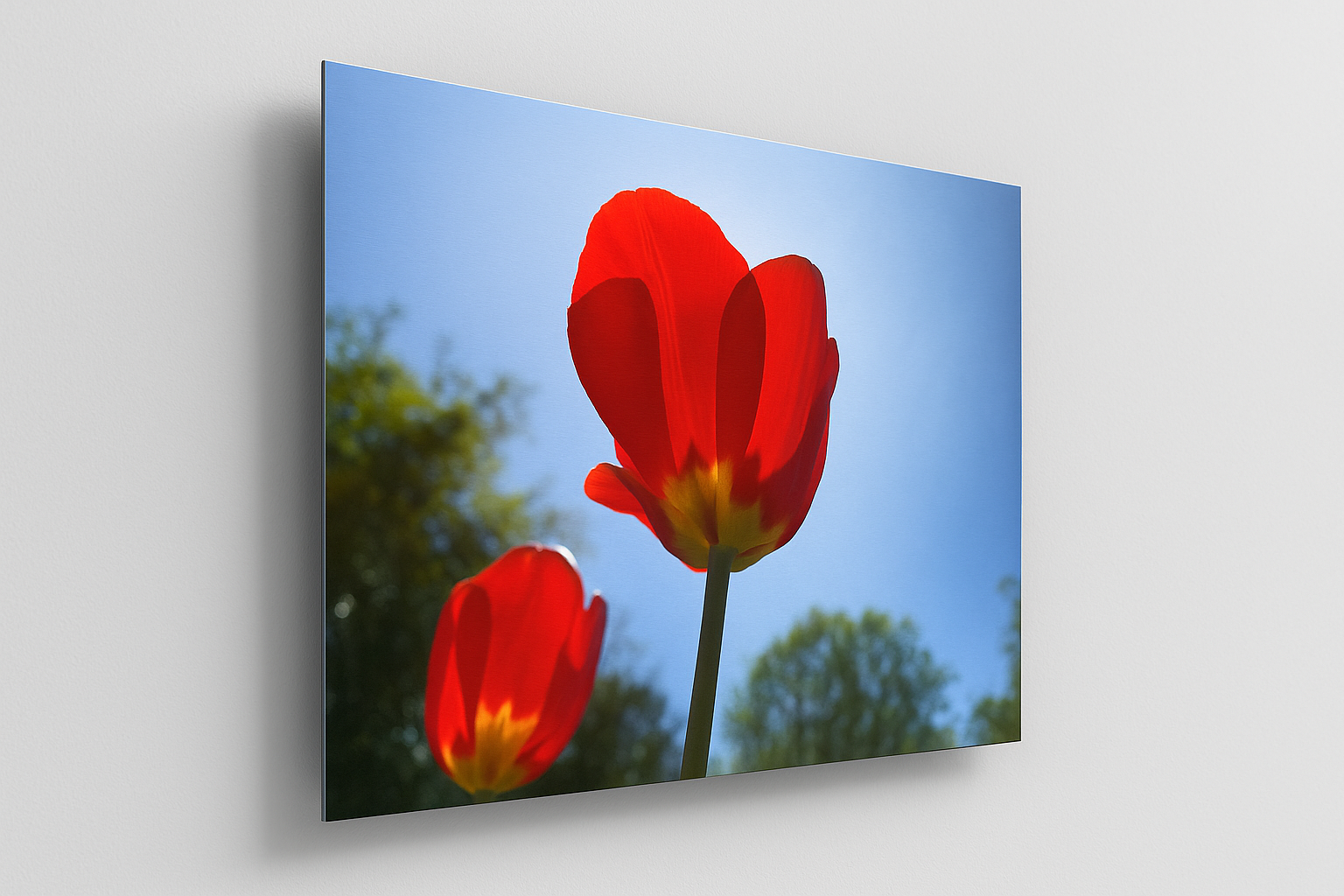 Aluminium Print flower and sky - Linker Winkel