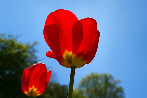 Reine Darstellung Aluminium Kunstdruck Flower and Sky – mattes Metallbild, UV-beständig und kratzfest